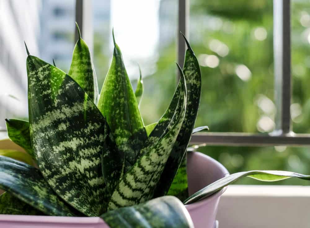 Sansevieria Trifasciata