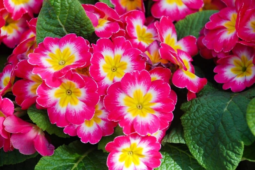 Primula - boli și dăunători