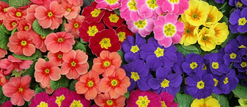 Primula 