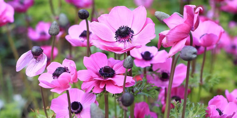 Anemonele sunt plante bienale