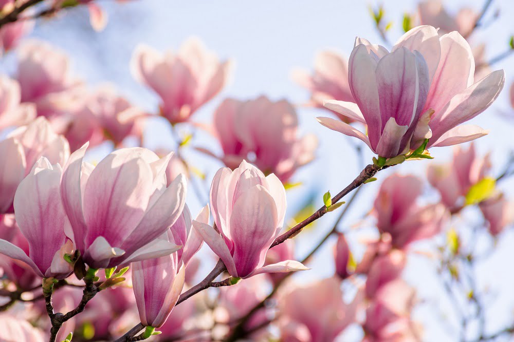 magnolia