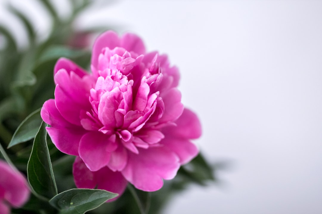 Photo Birth month flower