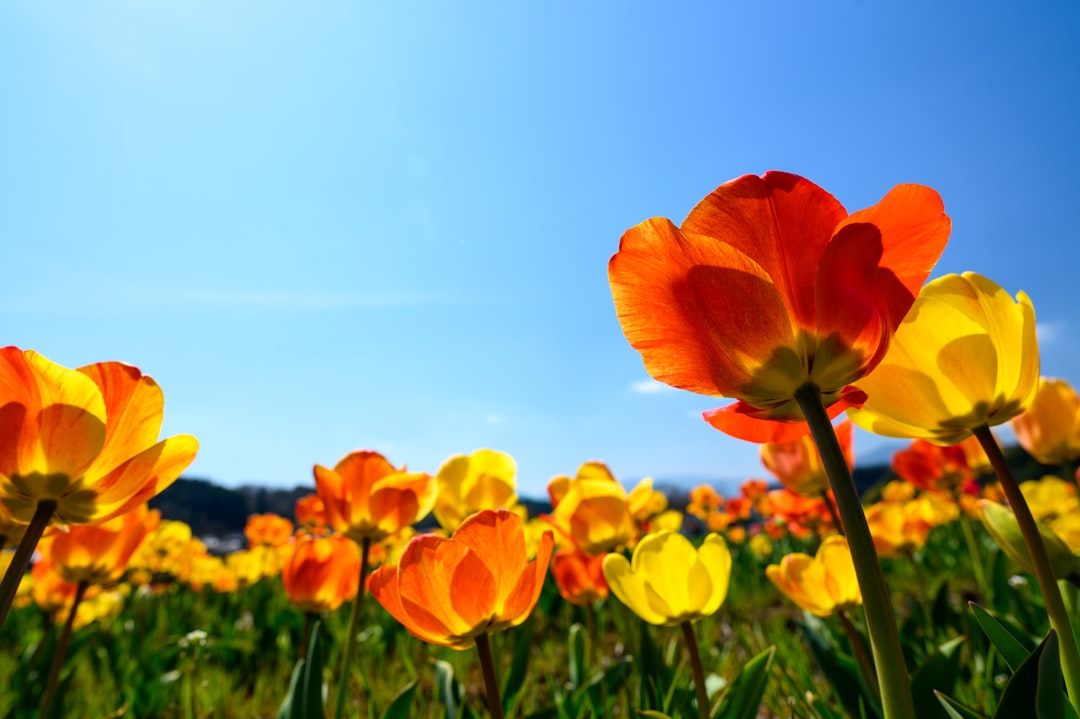 Photo Spring flowers
