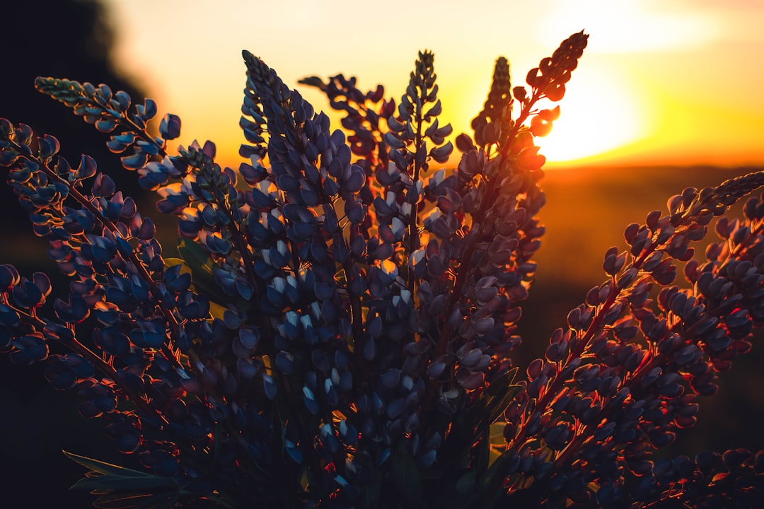 Photo Summer bouquet