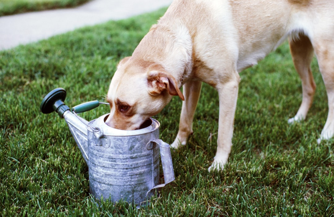 Photo Watering can