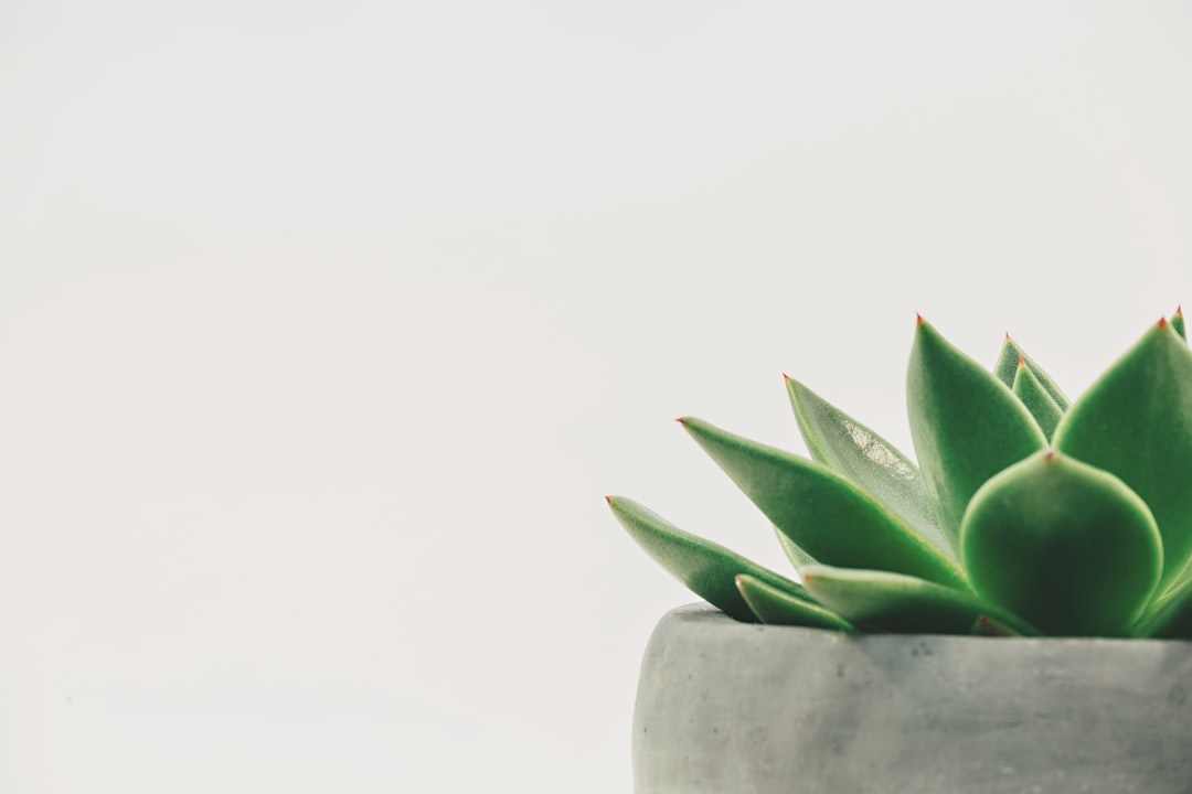 Photo Succulent garden