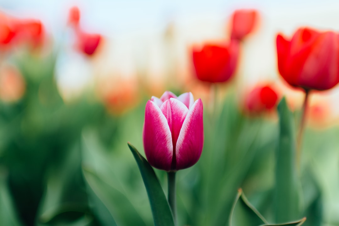 Photo Blooming tulips