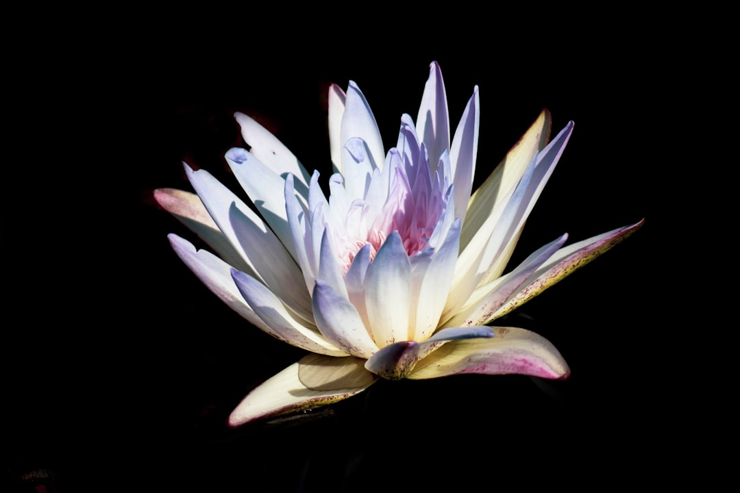 Photo Tropical flower garden