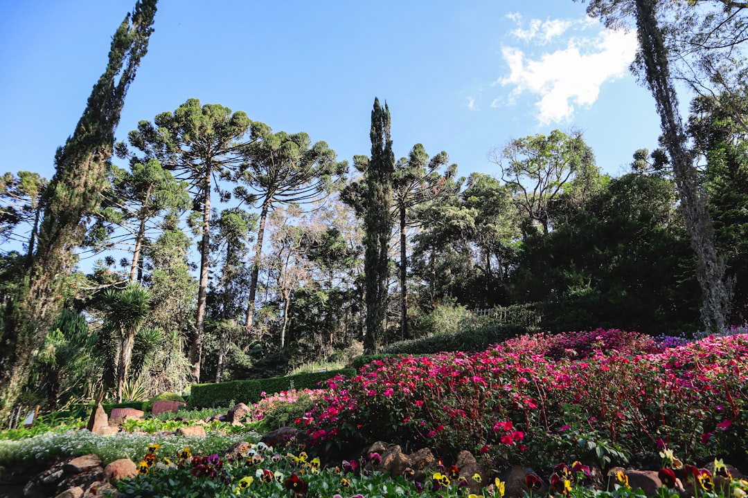 Photo Colorful garden