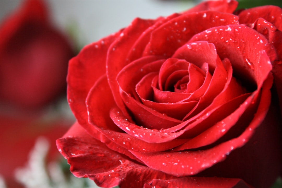 Photo Red roses