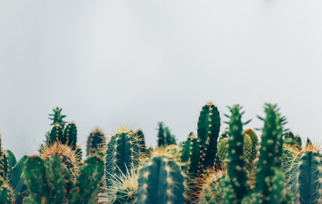 Photo Tough succulent