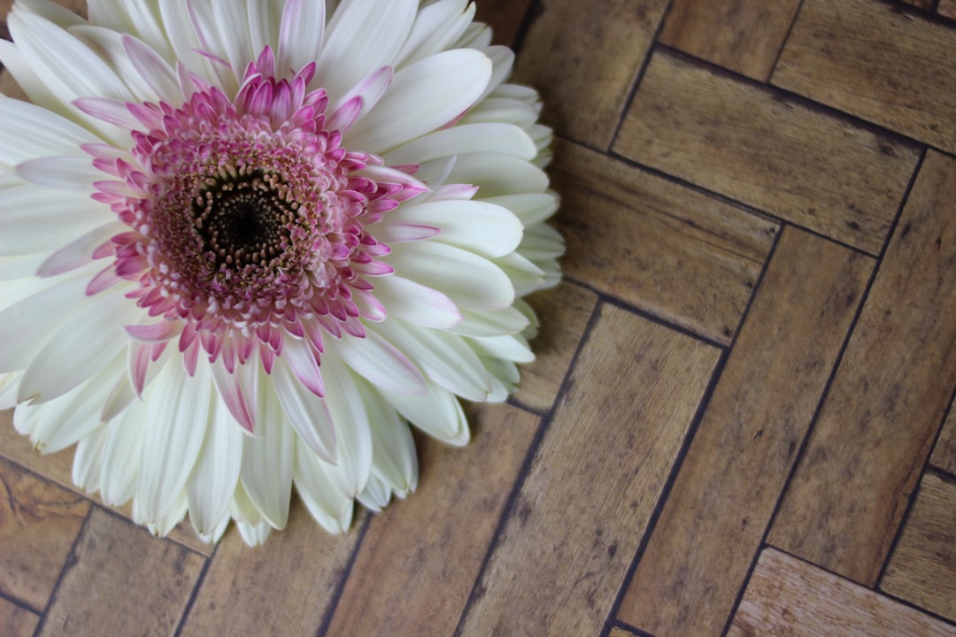 Photo Pink Gerbera