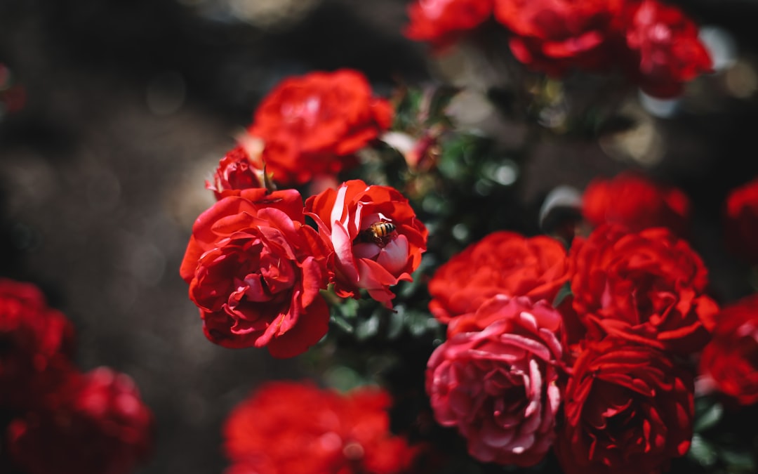 Photo Rose garden