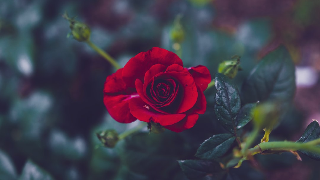 Photo Red rose