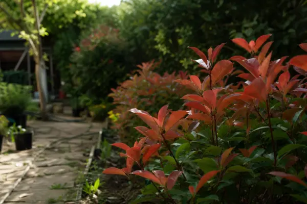 Photinia (Photinia fraseri) – ghid complet de cultivare și îngrijire