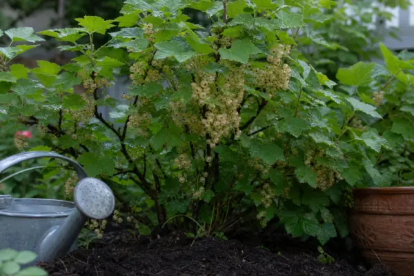 Coacăz alb (Ribes rubrum): cum se plantează și cum se îngrijește corect