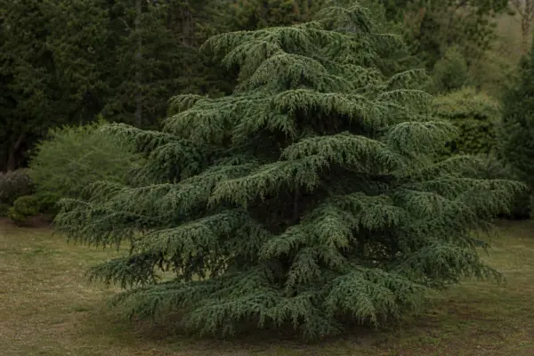 Cedrul de Atlas (Cedrus atlantica): plantare și îngrijire