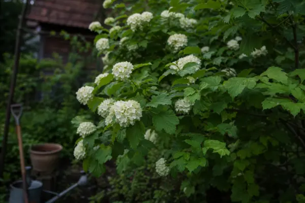Călin (Viburnum opulus) – plantare, îngrijire și greșeli de evitat