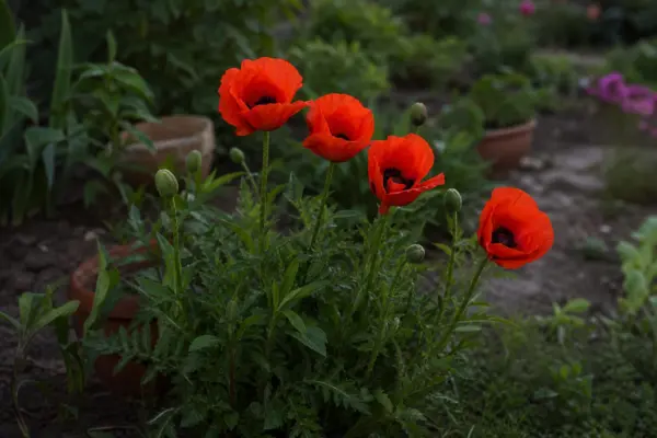 Mac de grădină (Papaver orientale) – condiții de creștere, plantare și îngrijire