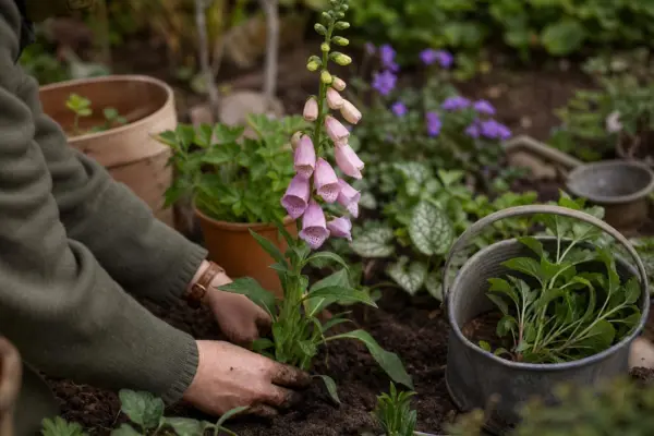 Degetarul (Digitalis purpurea) – ghid practic de plantare și îngrijire