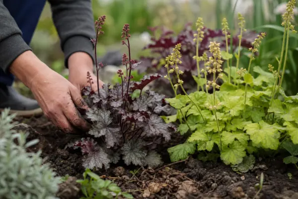 Heuchera micrantha – plantare și îngrijire pas cu pas
