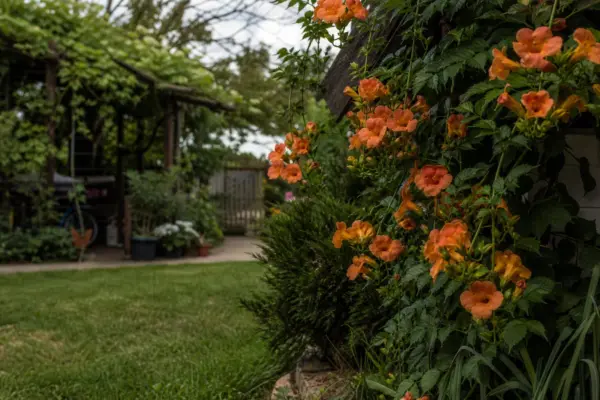 Trâmbița (Campsis radicans) – ghid complet de cultivare și îngrijire