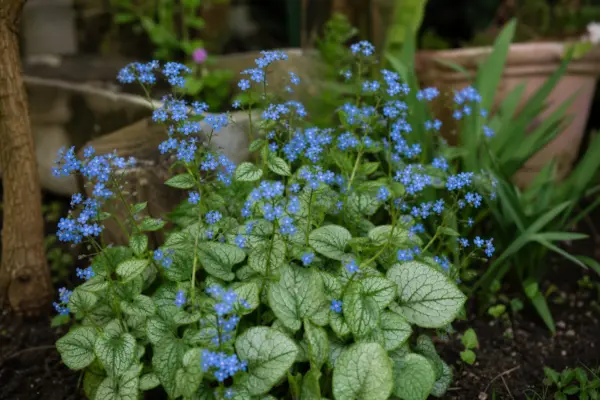 Brunnera macrophylla – sfaturi pentru plantare, creștere și întreținere