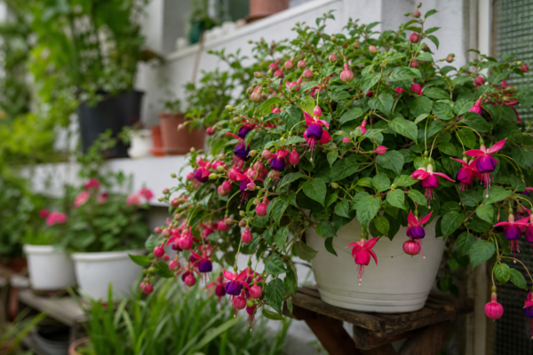 Cerceluș (Fuchsia hybrida): ce condiții cere și cum o îngrijești