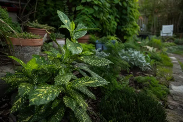 Aucuba (Aucuba japonica) – sfaturi pentru plantare, creștere și întreținere