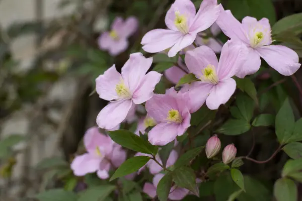 Clematisul de grădină (Clematis montana): plantare, tundere și întreținere