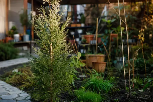 Cedru japonez (Cryptomeria japonica): ce condiții cere și cum o îngrijești