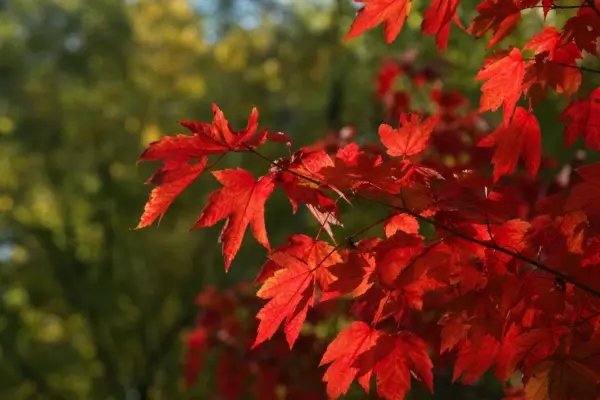 Arțarul roșu (Acer rubrum): cum se plantează și cum se întreține
