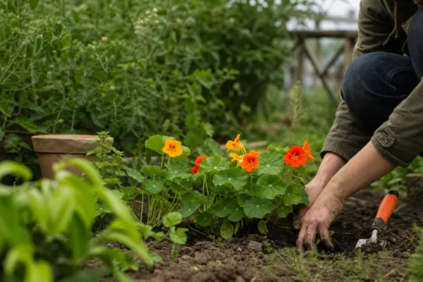 Condurul doamnei (Tropaeolum majus) – de la plantare la întreținerea de zi cu zi