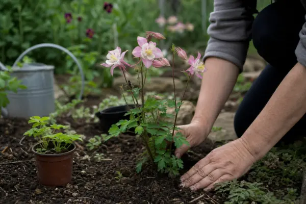 Căldărușa (Aquilegia vulgaris) – de la plantare la întreținerea de zi cu zi