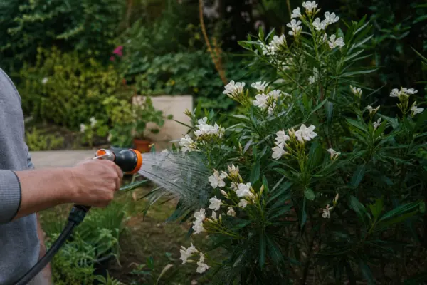 Oleandru (Nerium oleander) – plantare, udare și întreținere