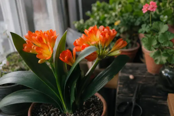 Clivia (Clivia miniata) – ghid practic de plantare și îngrijire