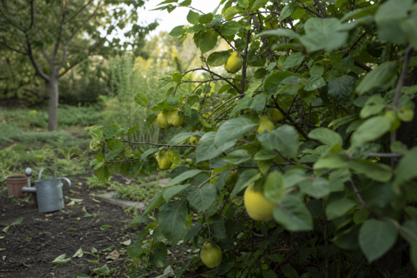 Gutui (Cydonia oblonga) – ghid complet de cultivare și îngrijire