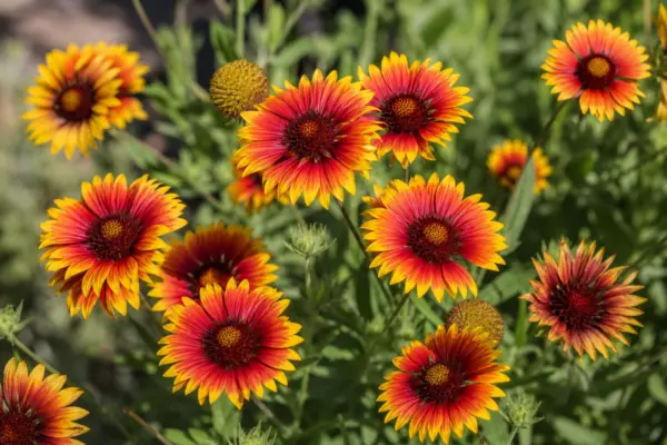 Gaillardia (Gaillardia aristata): ghid practic de plantare și îngrijire