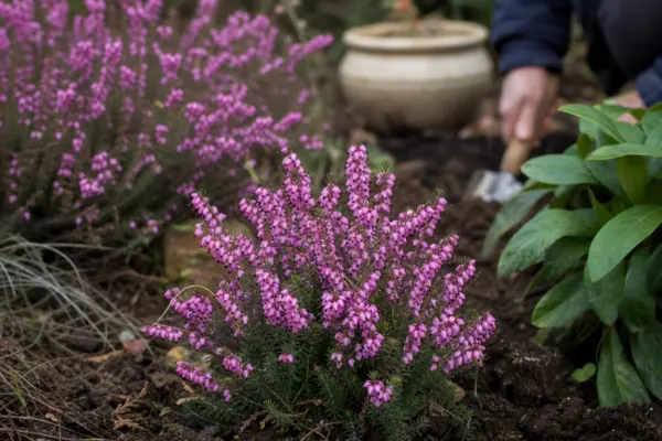 Iarbă neagră (Erica carnea) – tot ce trebuie să știi despre plantare și îngrijire