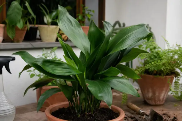 Aspidistra (Aspidistra elatior) – condiții de creștere, plantare și îngrijire