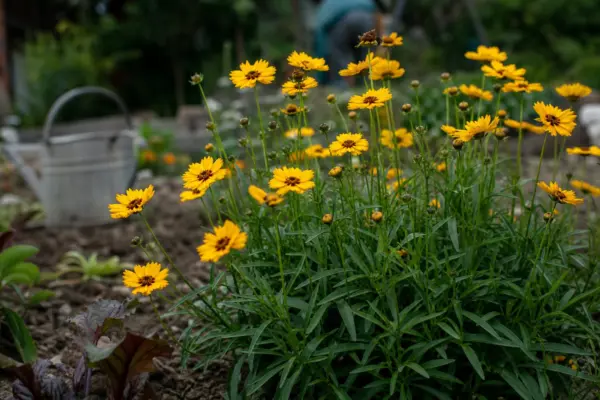 Coreopsis grandiflora – tot ce trebuie să știi despre plantare și îngrijire