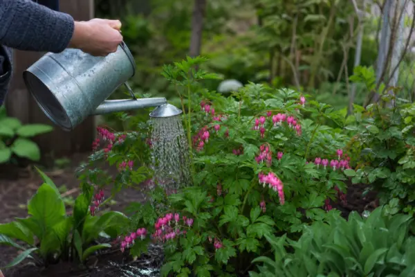 Cerceii doamnei (Dicentra spectabilis) – plantare, udare și întreținere