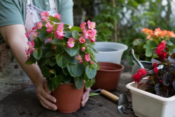 Begonie de grădină (Begonia semperflorens) – sfaturi pentru plantare, creștere și întreținere