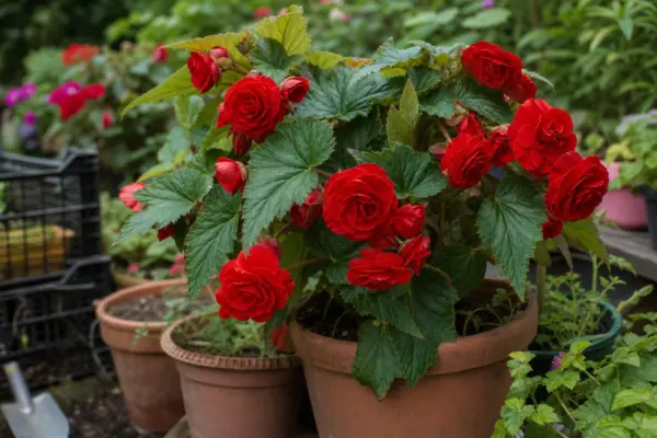 Begonie tuberoasă (Begonia tuberhybrida) – ghid practic de plantare și îngrijire