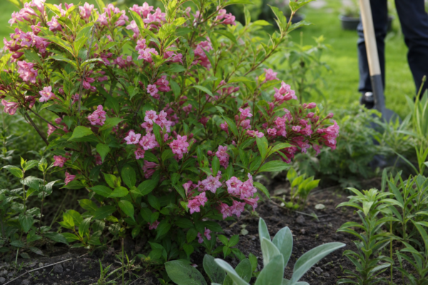 Weigela florida – condiții de creștere, plantare și îngrijire