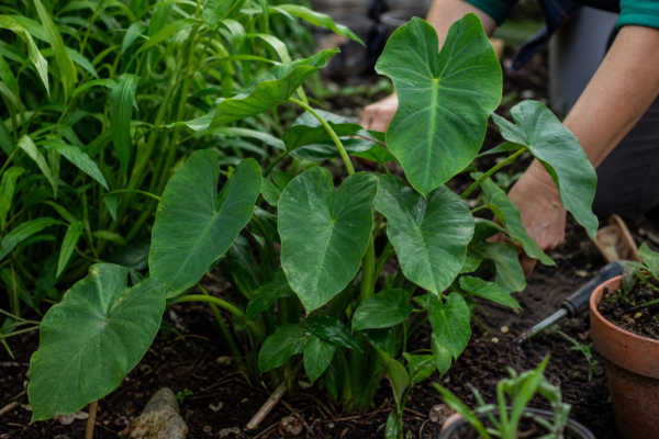 Colocasia (Colocasia esculenta) – plantare, îngrijire și greșeli de evitat