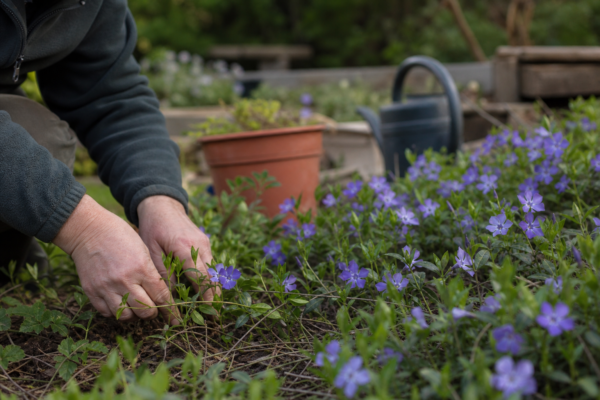 Saschiu (Vinca minor) – plantare și îngrijire pas cu pas