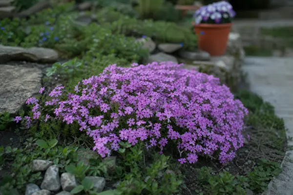 Flox târâtor (Phlox subulata) – ghid practic de plantare și îngrijire