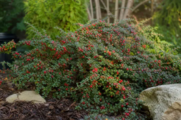 Bârcoace (Cotoneaster horizontalis) – sfaturi pentru plantare, creștere și întreținere