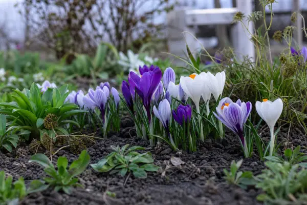 Brândușă (Crocus vernus) – condiții de creștere, plantare și îngrijire